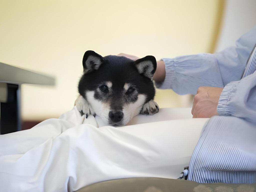 Izumigo Lake Hamanako Dog Paradise Hotel Hamamatsu Exterior photo
